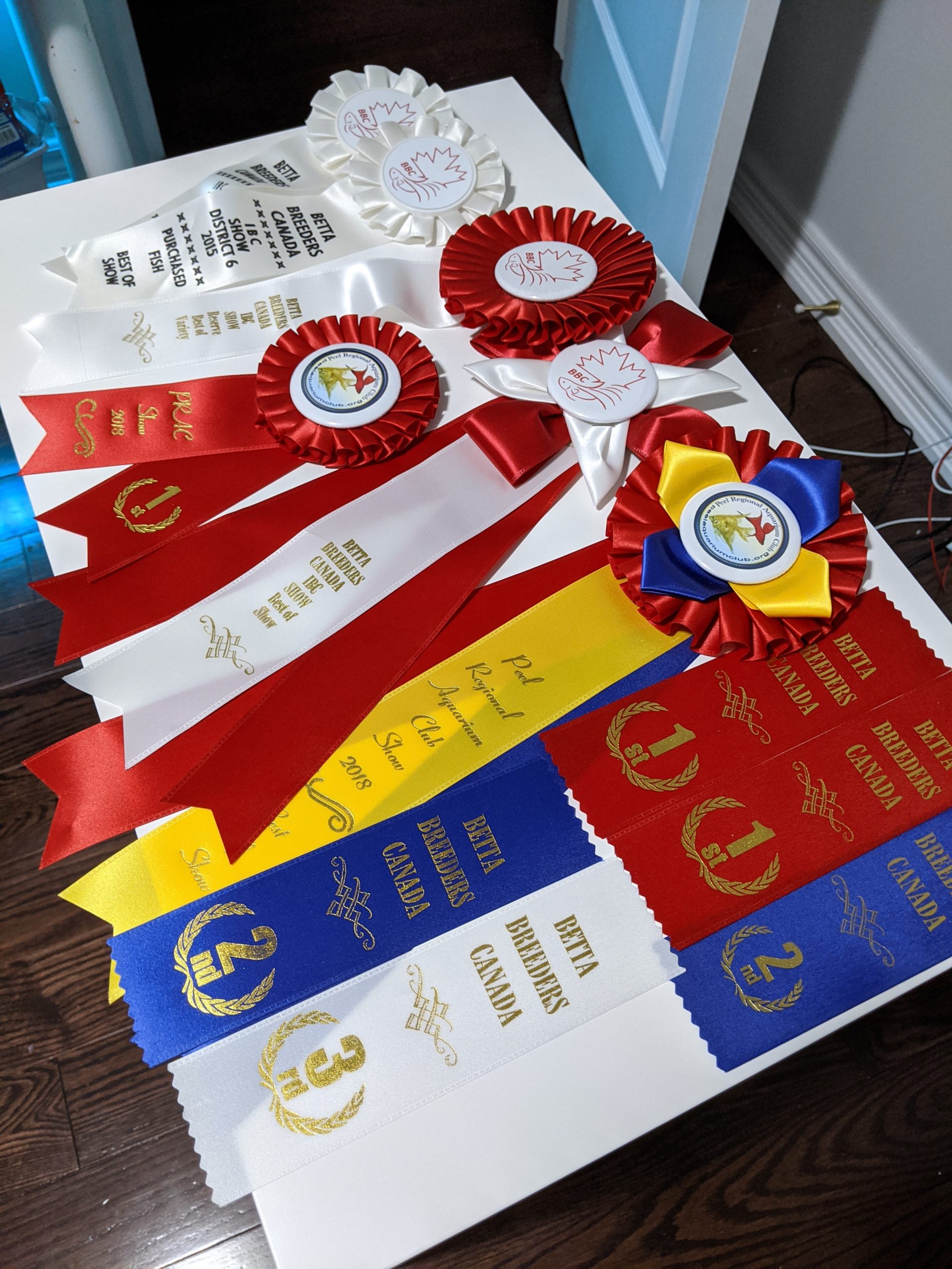 international betta congress awards